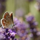 Kleiner Sonnenröschen-Bläuling auf Lavendel