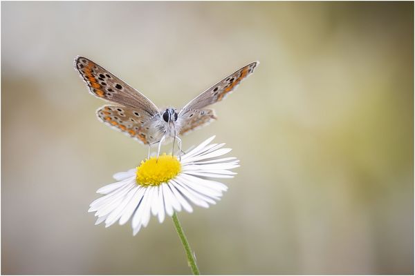 Kleiner Sonnenröschen-Bläuling.