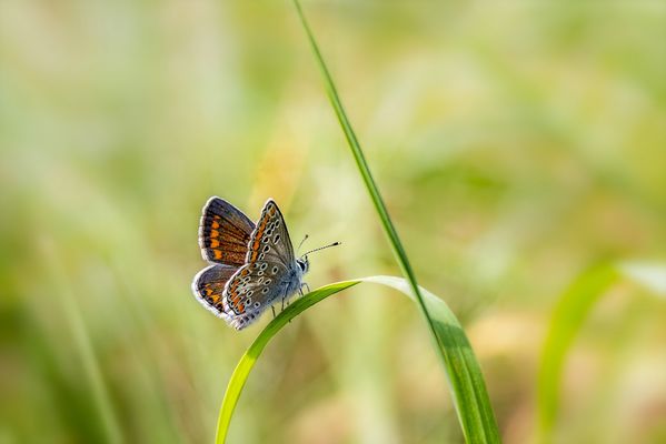 Kleiner Sonnenröschen-Bläuling