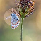 Kleiner Sonnenröschen-Bläuling im herbstlichen Morgenlicht