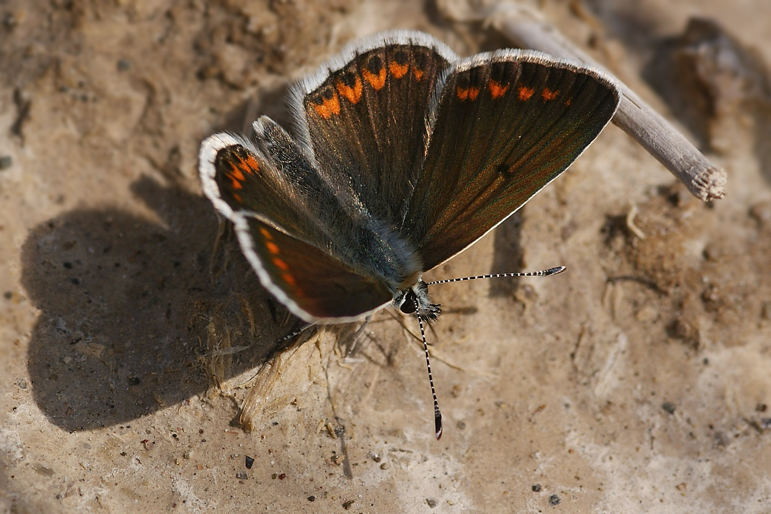 Kleiner Sonnenröschen-Bläuling (Polyommatus agestis)