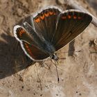 Kleiner Sonnenröschen-Bläuling (Polyommatus agestis)