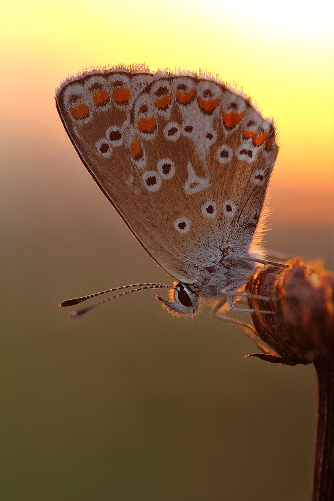 Kleiner Sonnenröschen-Bläuling - Polyommatus (Aricia) agestis