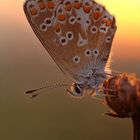 Kleiner Sonnenröschen-Bläuling - Polyommatus (Aricia) agestis