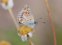 Kleiner Sonnenröschen- Bläuling Unterseite