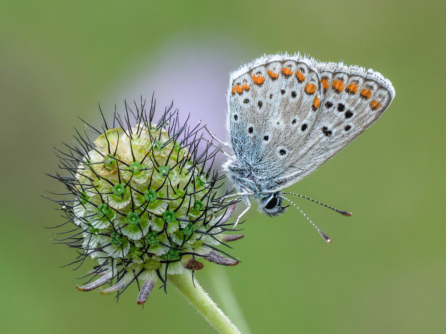 Kleiner Sonnenröschenbläuling (Aricia agestis)