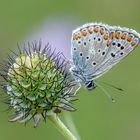 Kleiner Sonnenröschenbläuling (Aricia agestis)