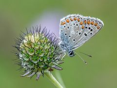 Kleiner Sonnenröschenbläuling (Aricia agestis)