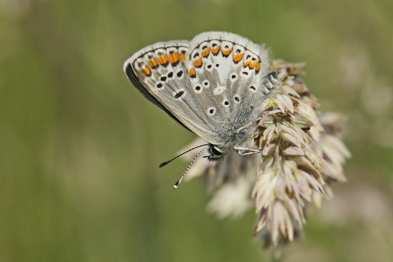 Kleiner Sonnenröschenbläuling (Aricia agestis)