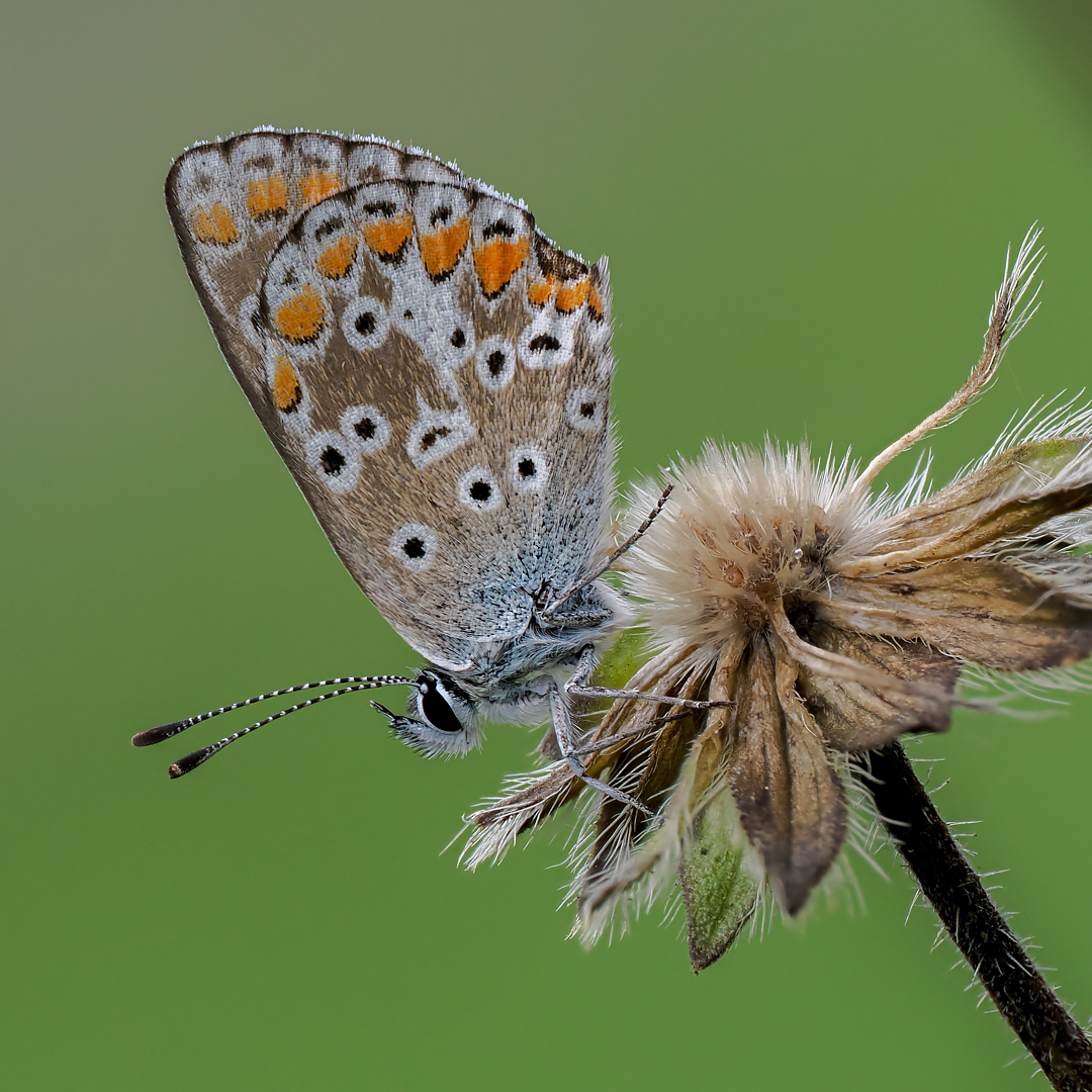 Kleiner Sonnenröschenbläuling (Aricia agestis)