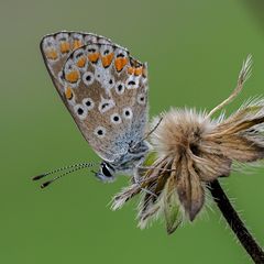 Kleiner Sonnenröschenbläuling (Aricia agestis)