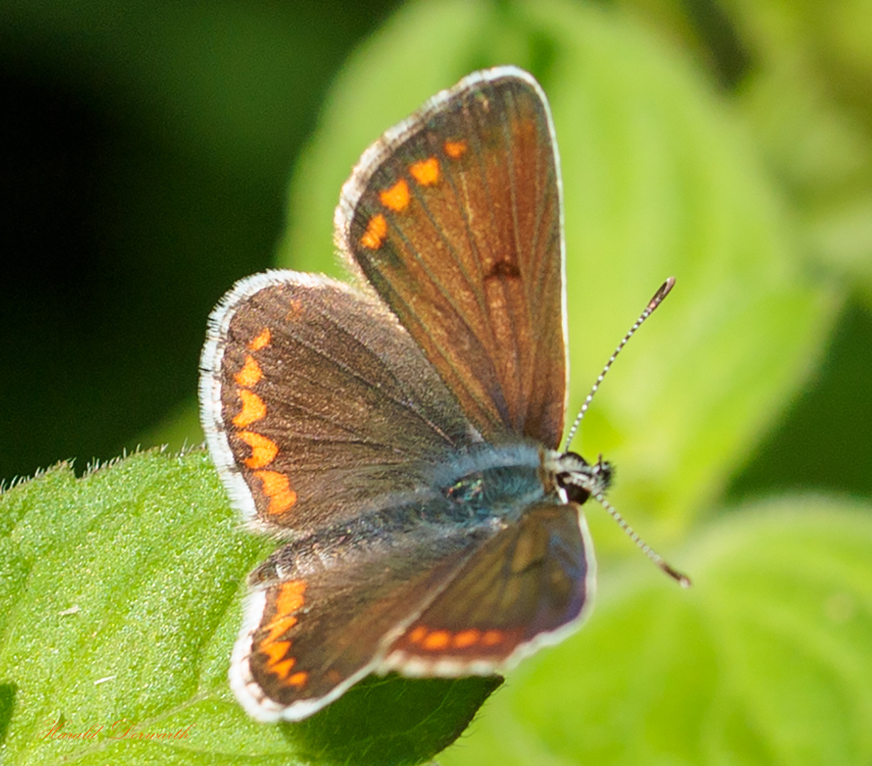 Kleiner Sonnenröschenbläuling (aricia agestis) auf Wasserminze