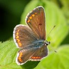 Kleiner Sonnenröschenbläuling (aricia agestis) auf Wasserminze