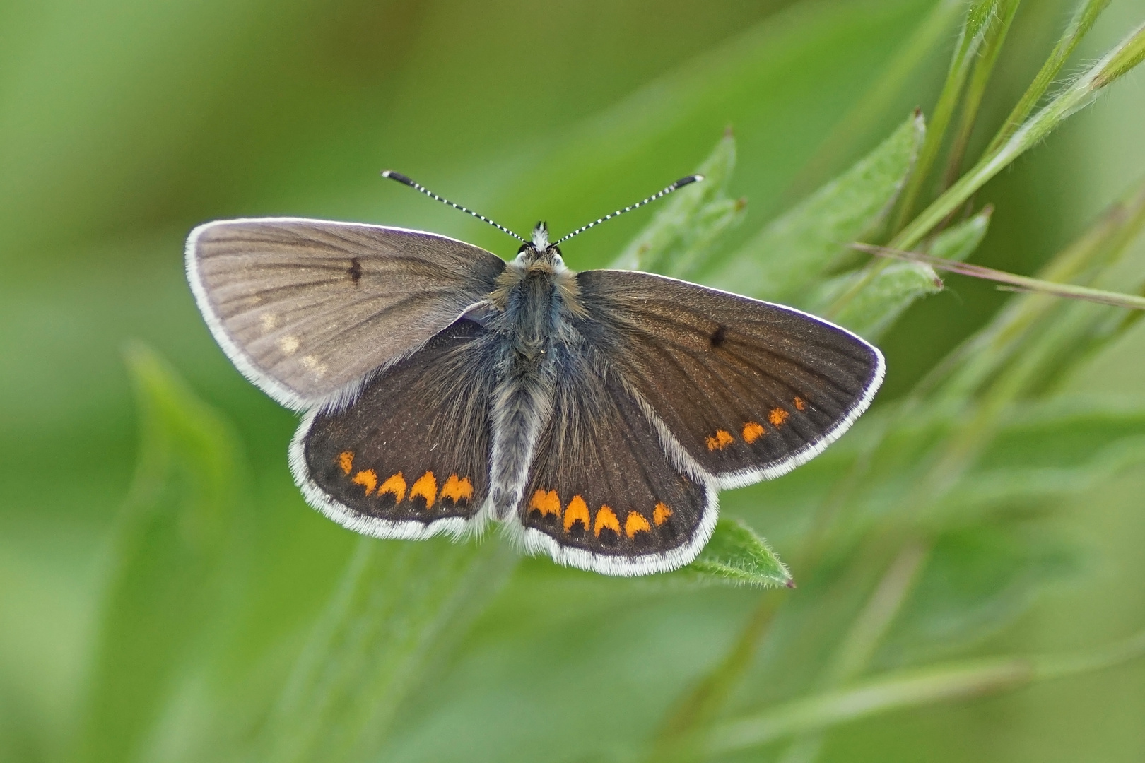 Kleiner Sonnenröschenbläuling (Aricia agestis)