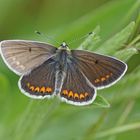 Kleiner Sonnenröschenbläuling (Aricia agestis)