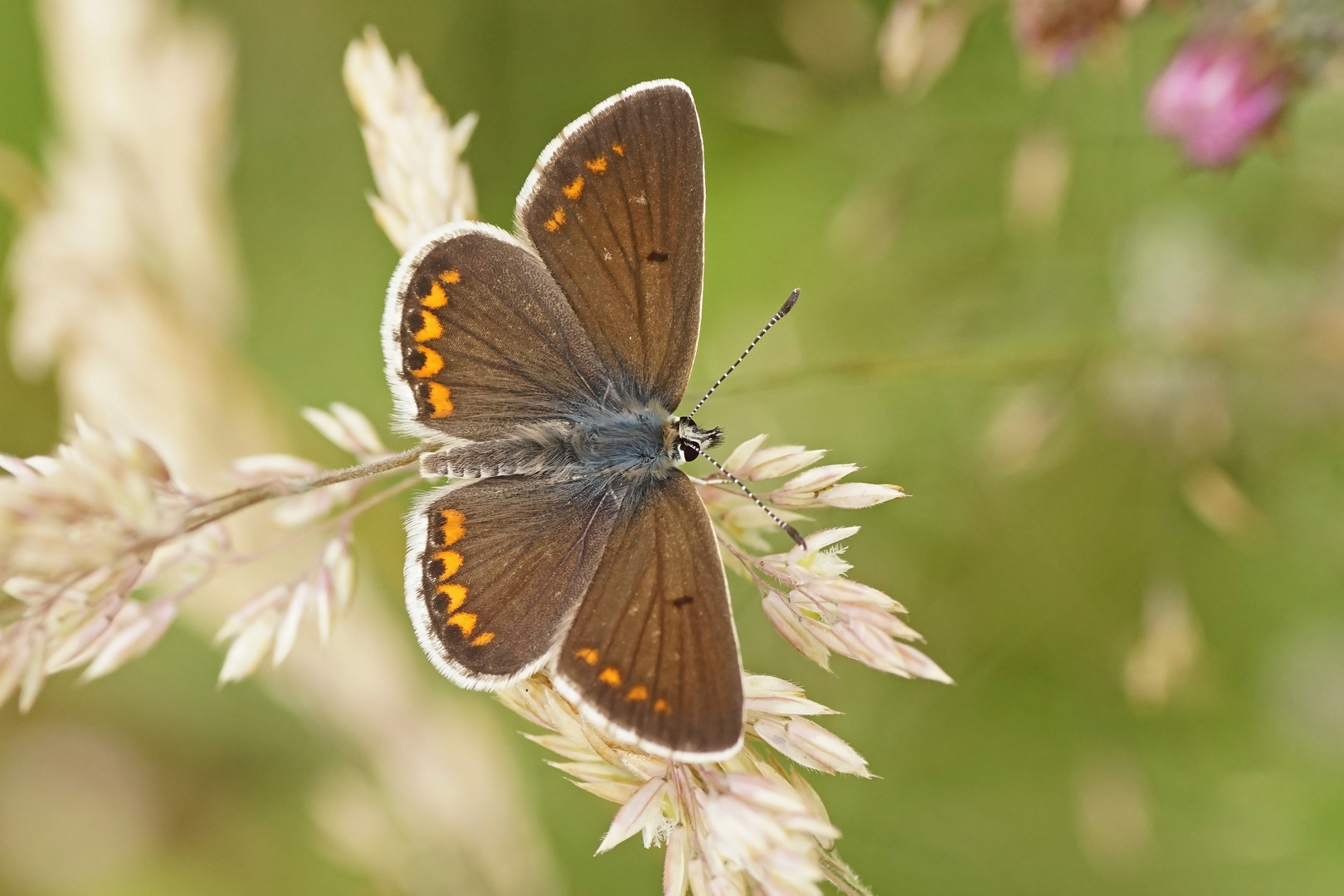 Kleiner Sonnenröschenbläuling (Aricia agestis), Männchen