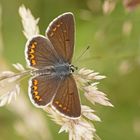 Kleiner Sonnenröschenbläuling (Aricia agestis), Männchen