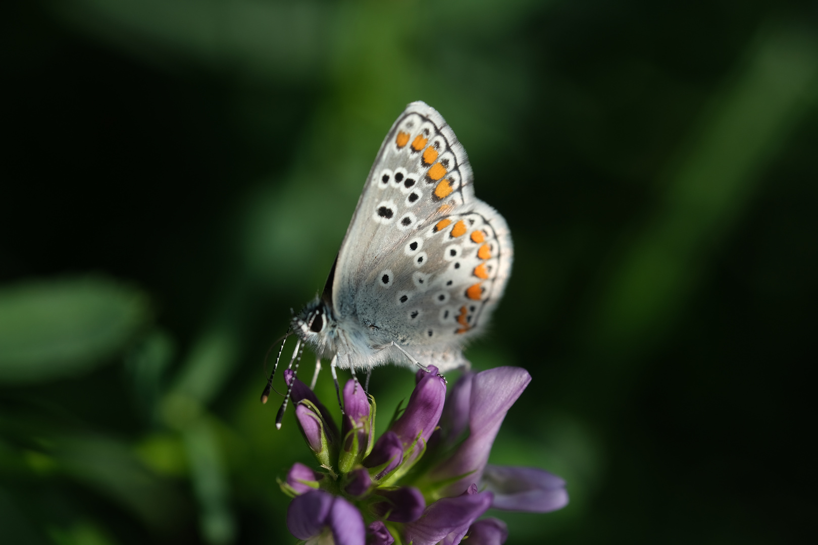 Kleiner Sonnenröschenbläuling (Aricia agistis) auf Vogelwicke (Vicia cracca)