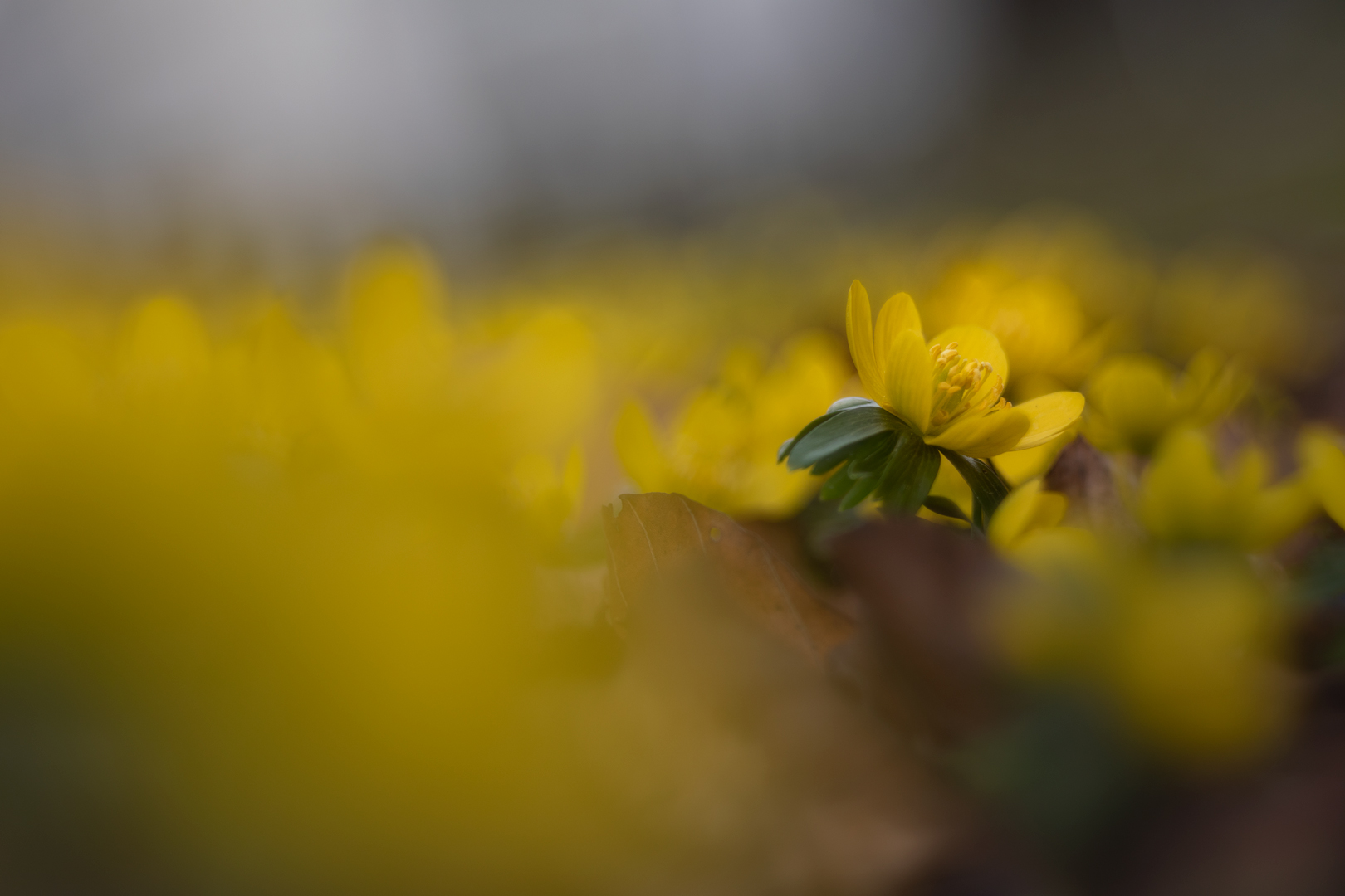 Kleiner Sonnenschein