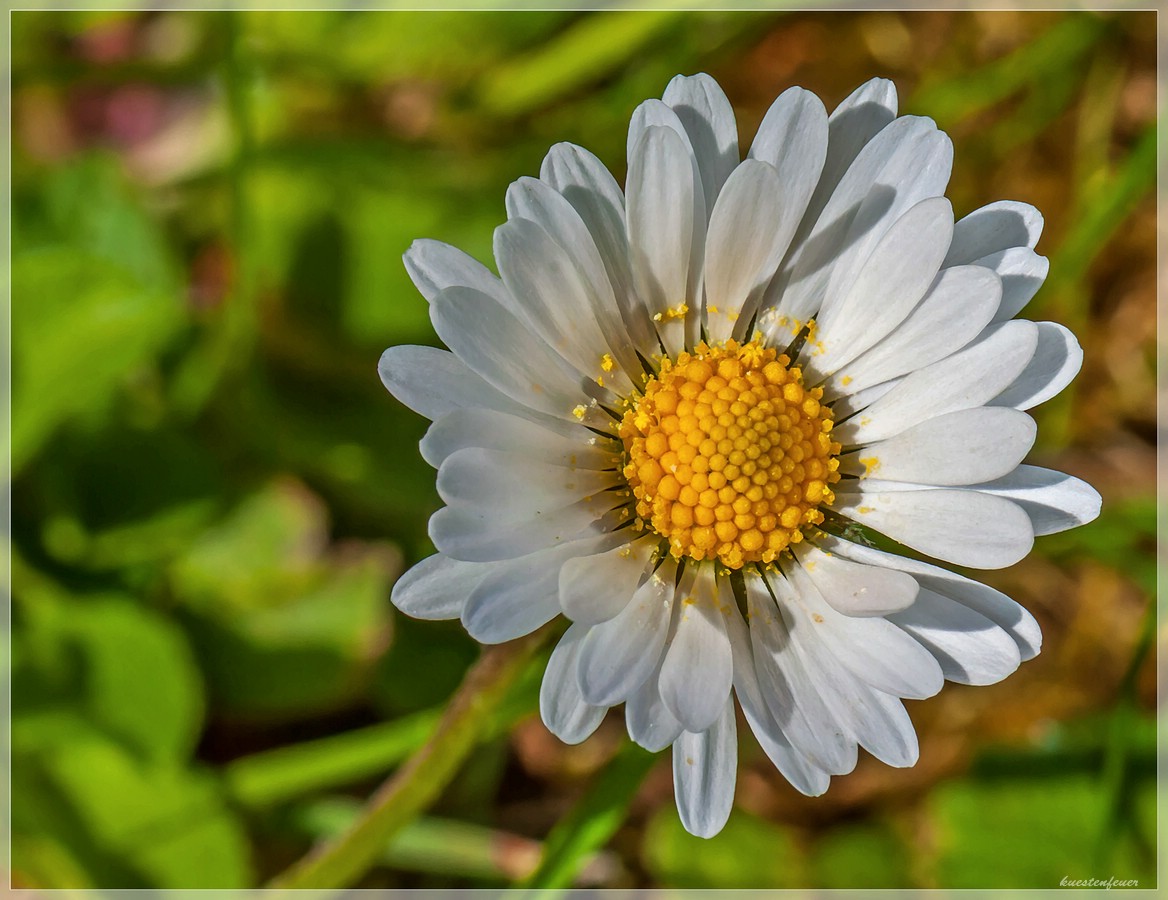 Kleiner Sonnenschein.... Foto &amp; Bild | natur, pflanzen, motive Bilder ...