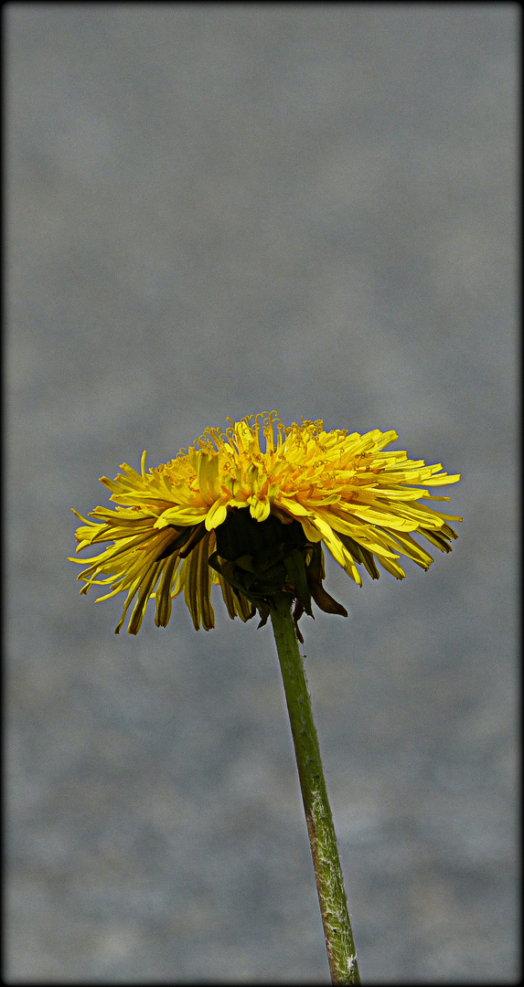 Kleiner Sonnenschein