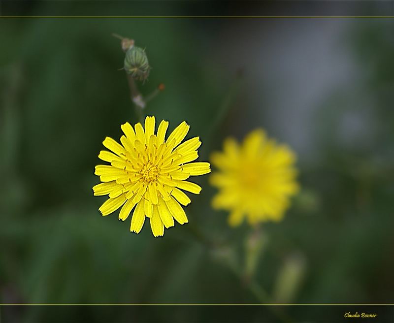 Kleiner Sonnenschein am Wegesrand