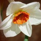 Kleiner Sonnenschein - Blüten im Frühling