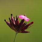 kleiner Sonnenschirm