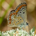 Kleiner Sonnnröschenbläuling (Aricia agestis)