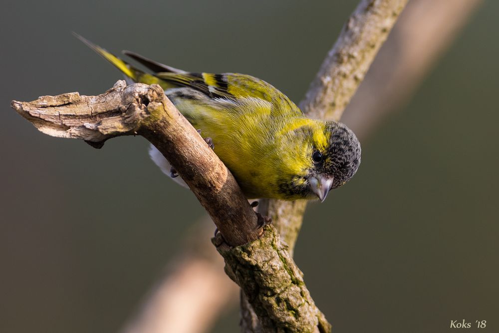 Kleiner SPASSVOGEL