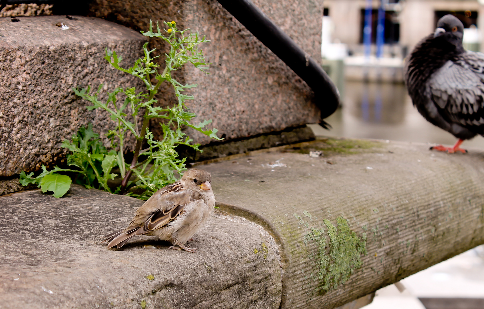 Kleiner Spatz