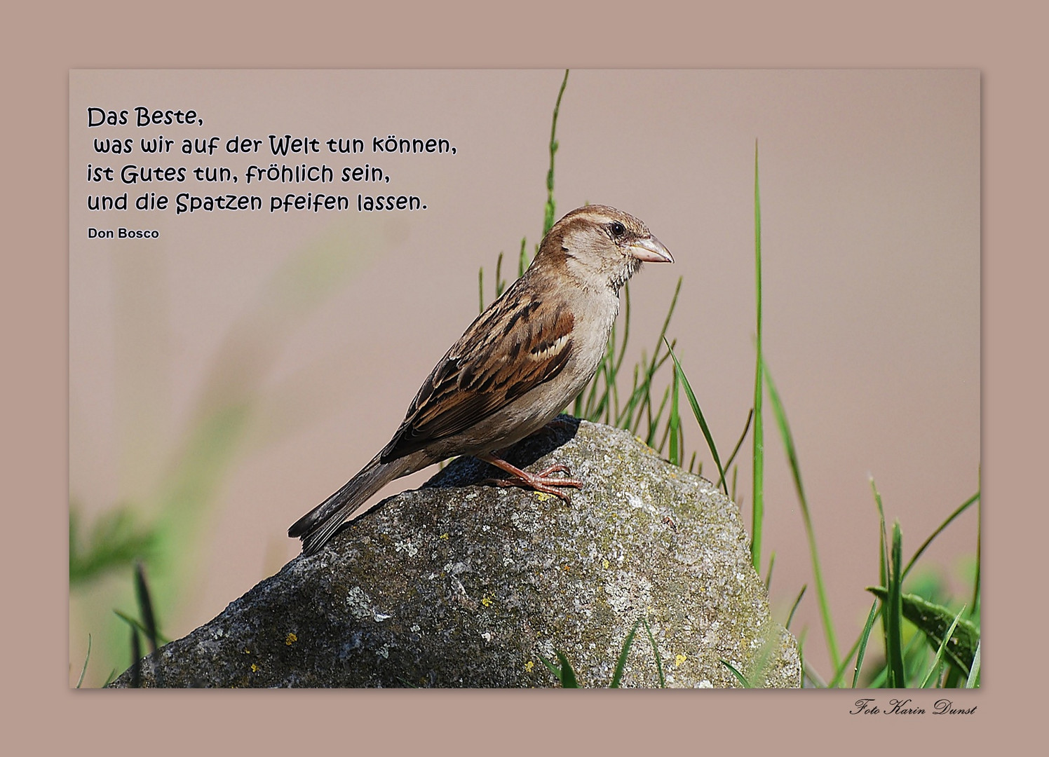 kleiner Spatz