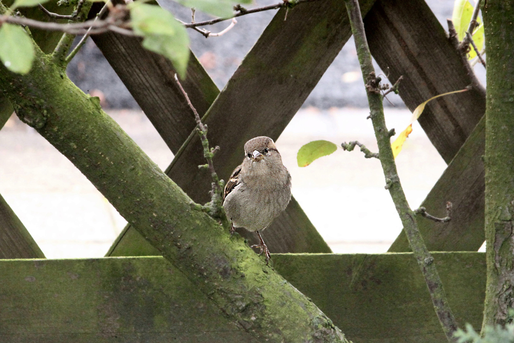 Kleiner Spatz