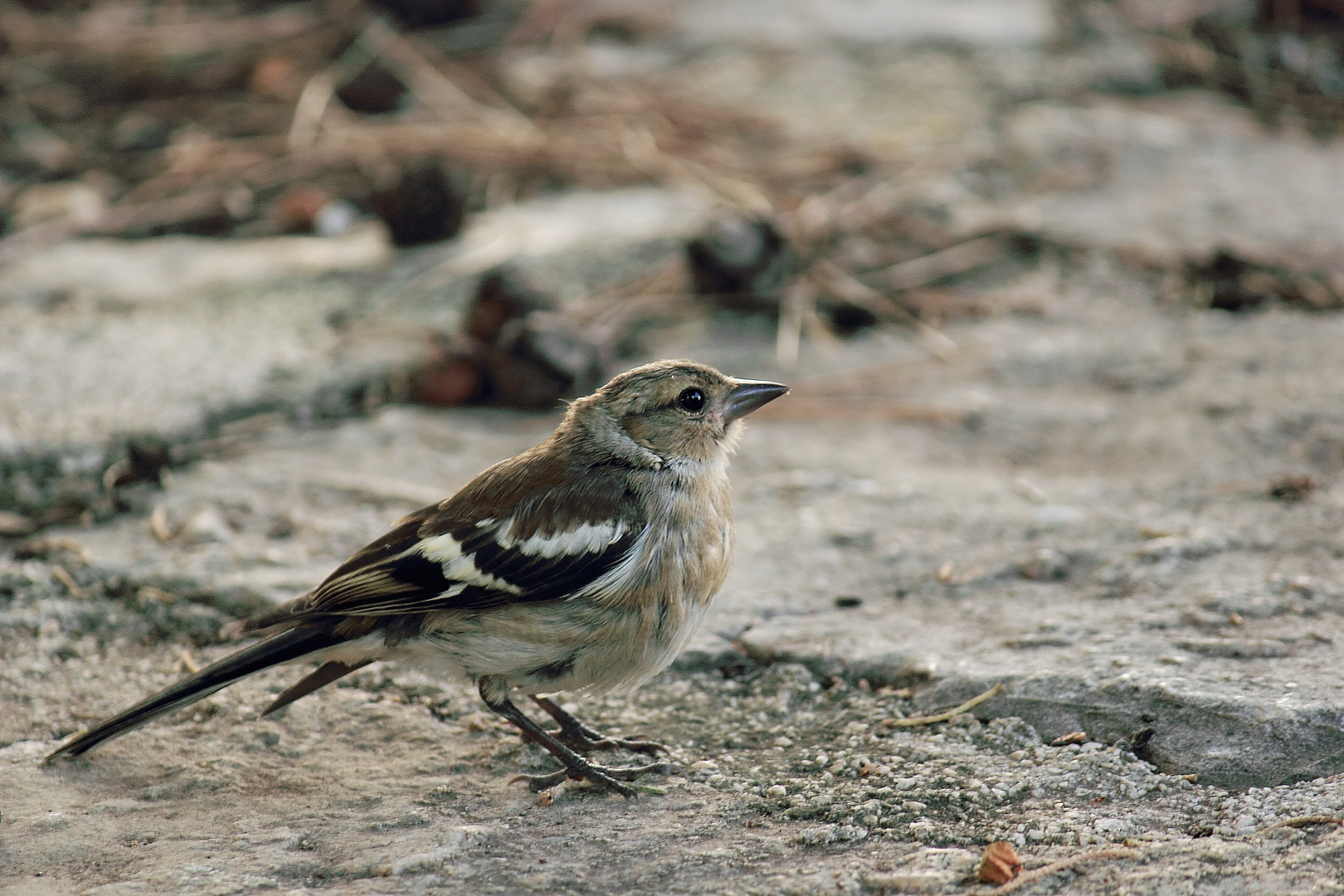 kleiner Spatz