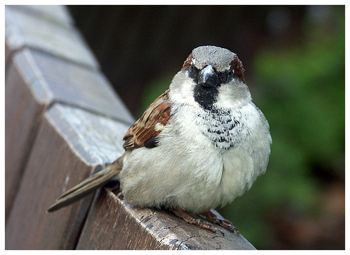 Kleiner Spatz