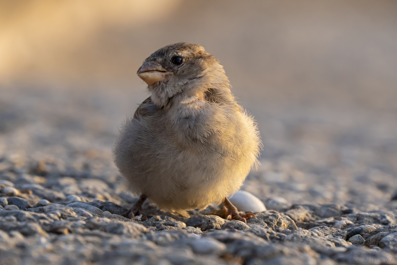 Kleiner Spatz.