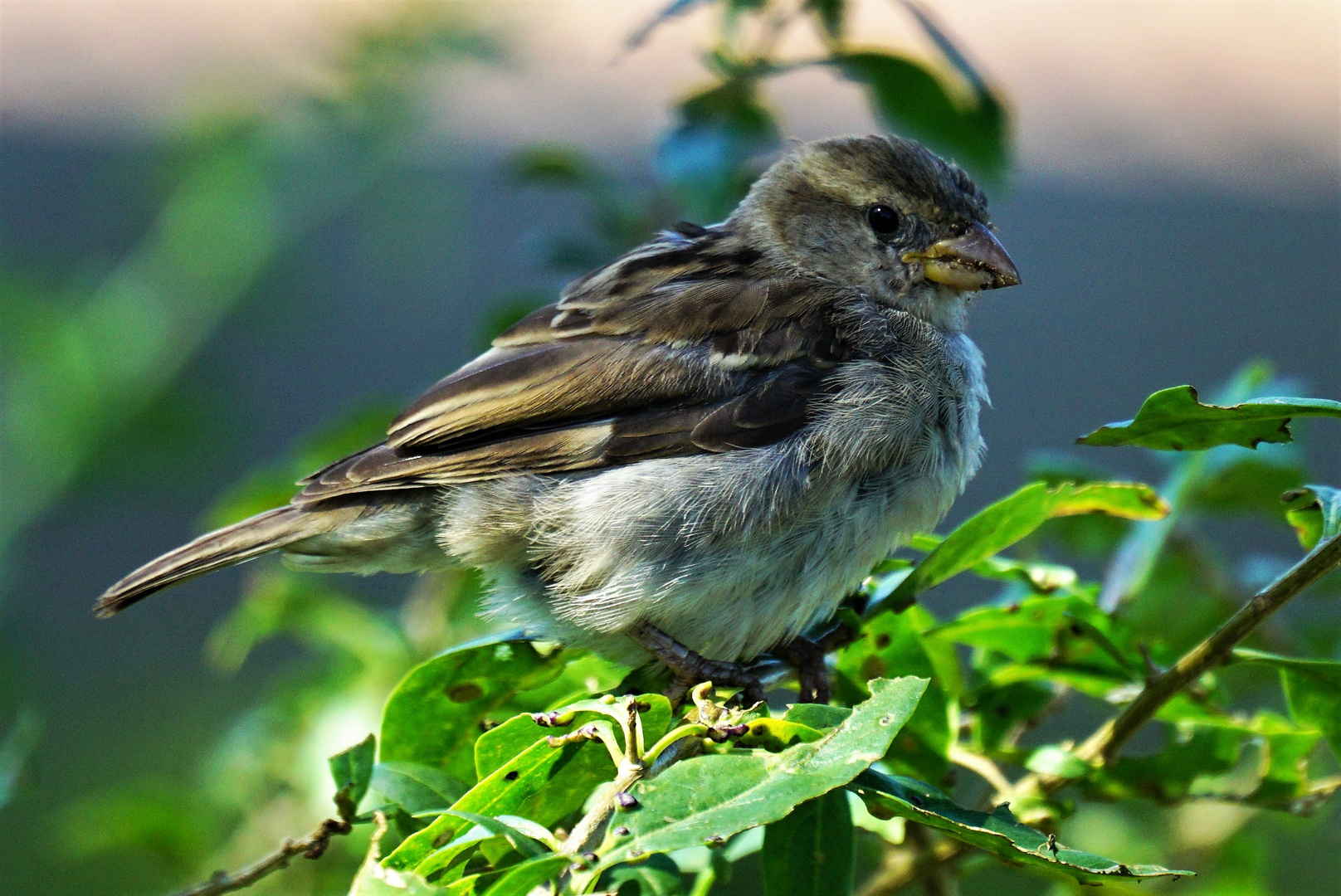 kleiner Spatz