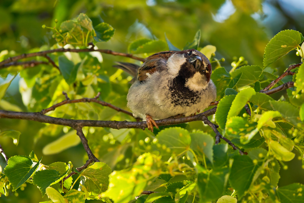 Kleiner Spatz