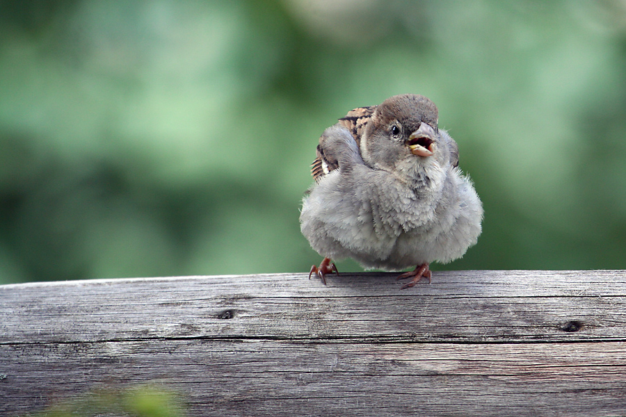 Kleiner Spatz