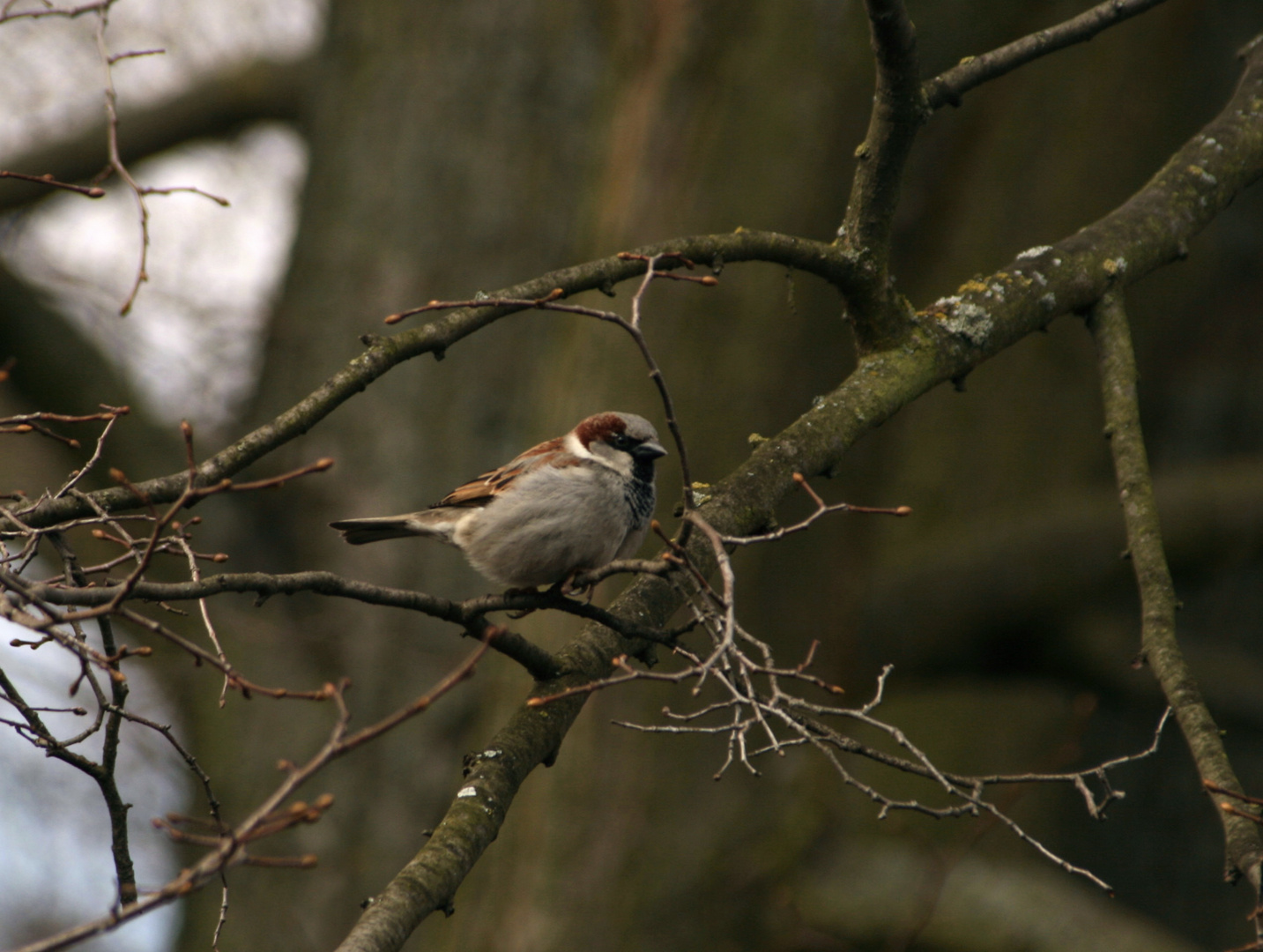 kleiner Spatz