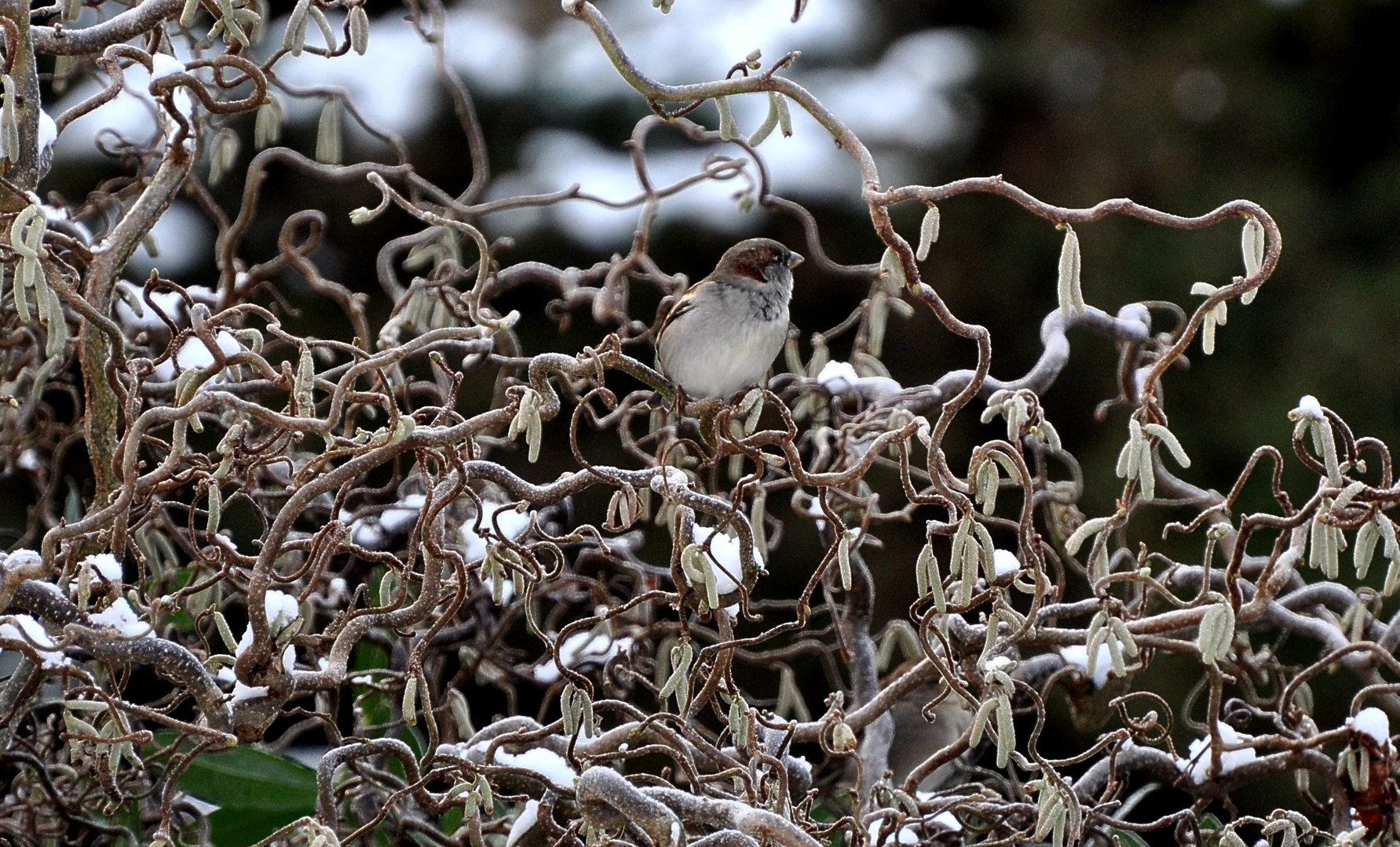 KLEINER SPATZ