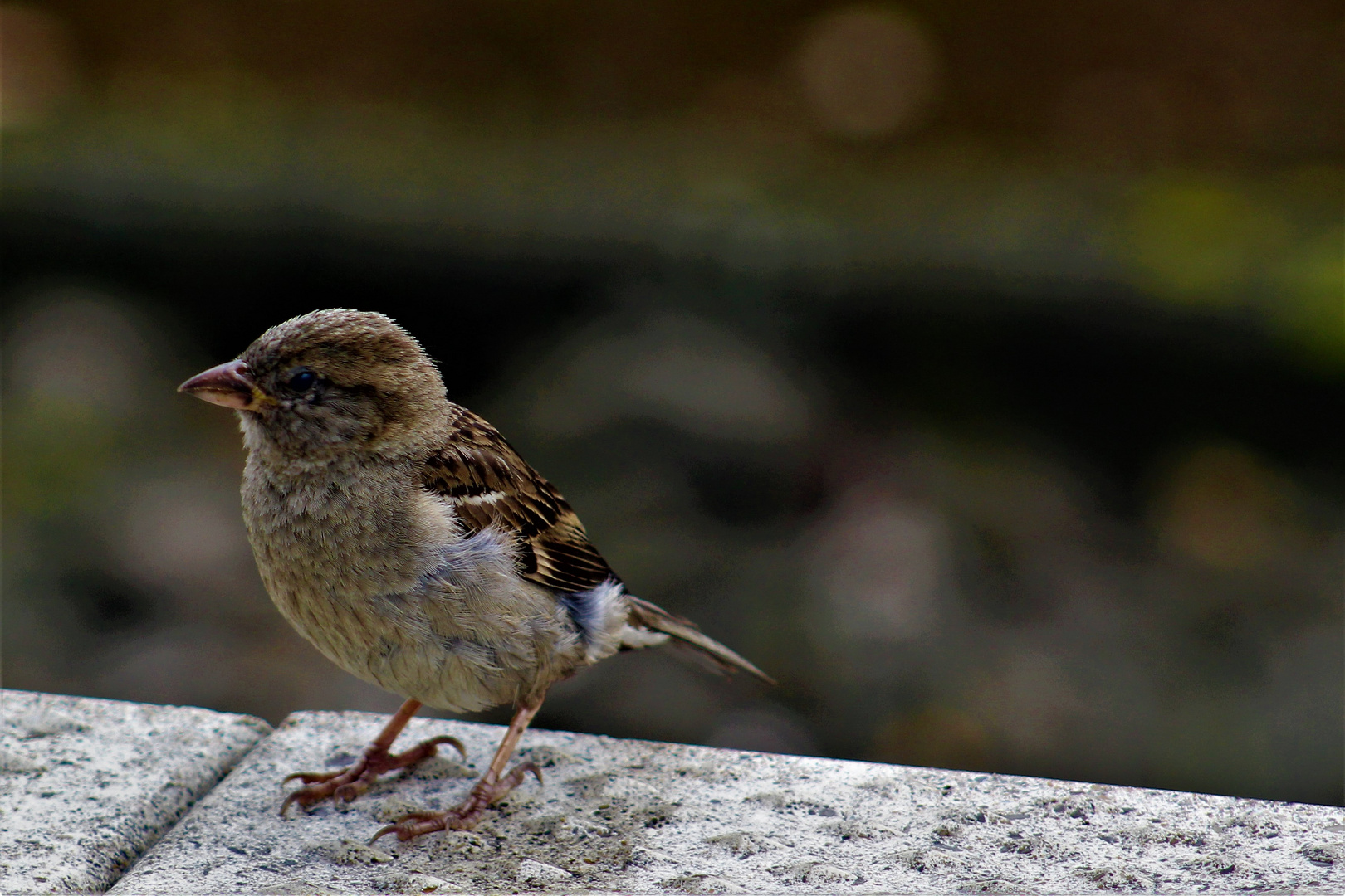 kleiner Spatz