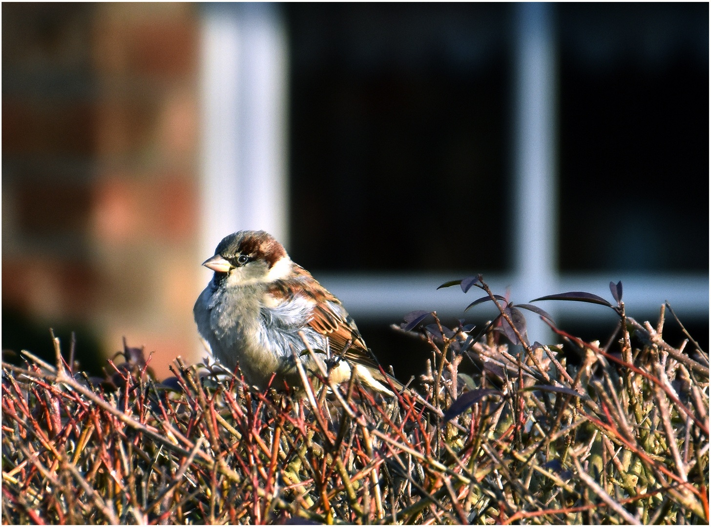 kleiner Spatz....