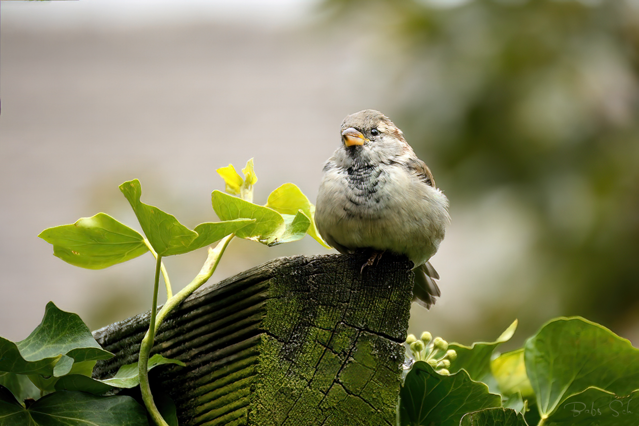 Kleiner Spatz