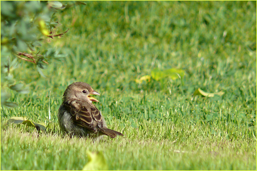 kleiner Spatz