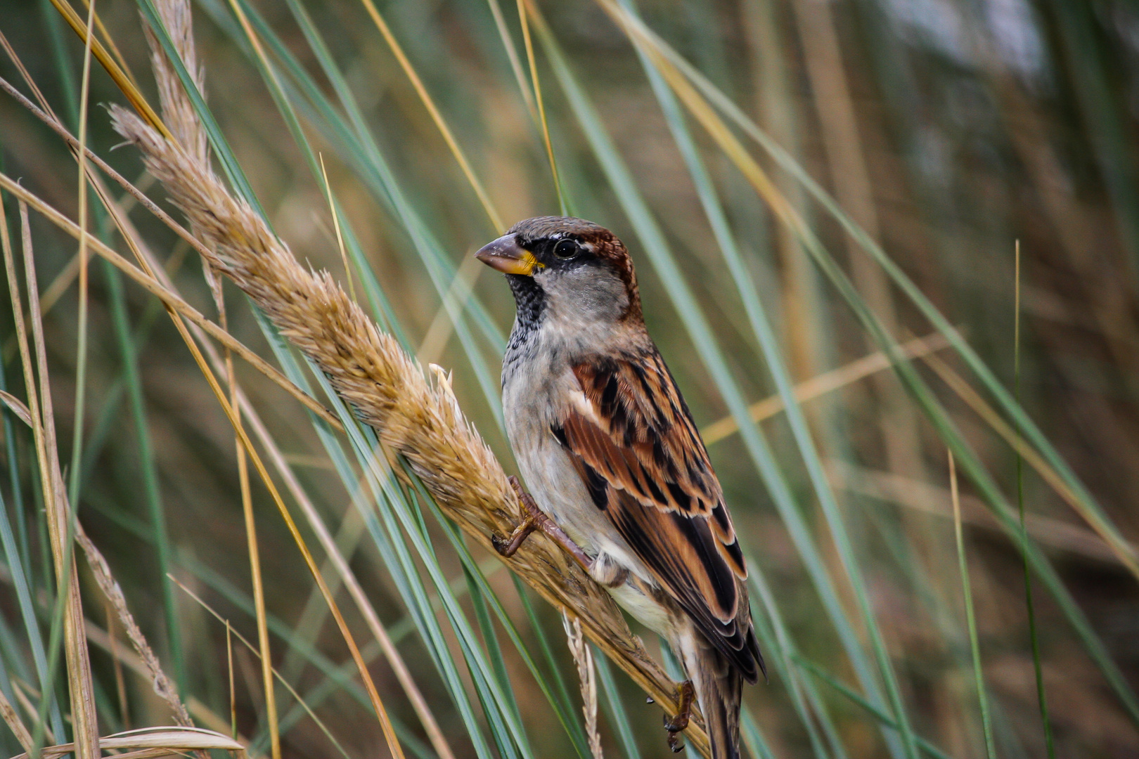 Kleiner Spatz....