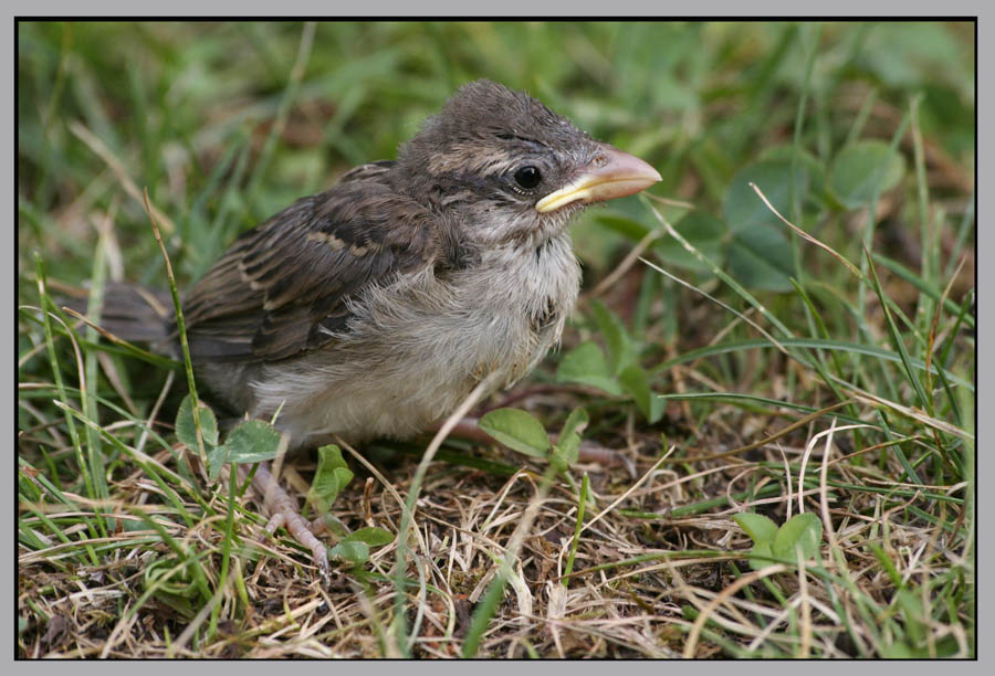 .Kleiner Spatz.