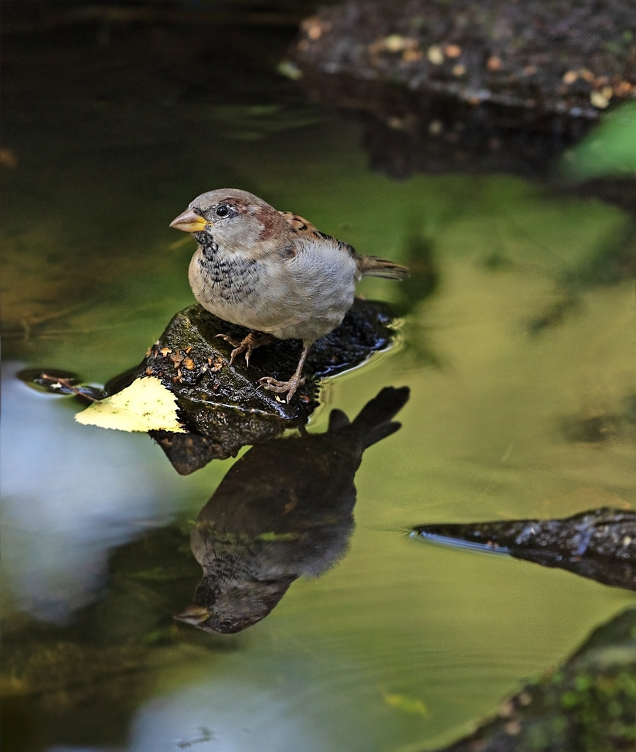 Kleiner Spatz