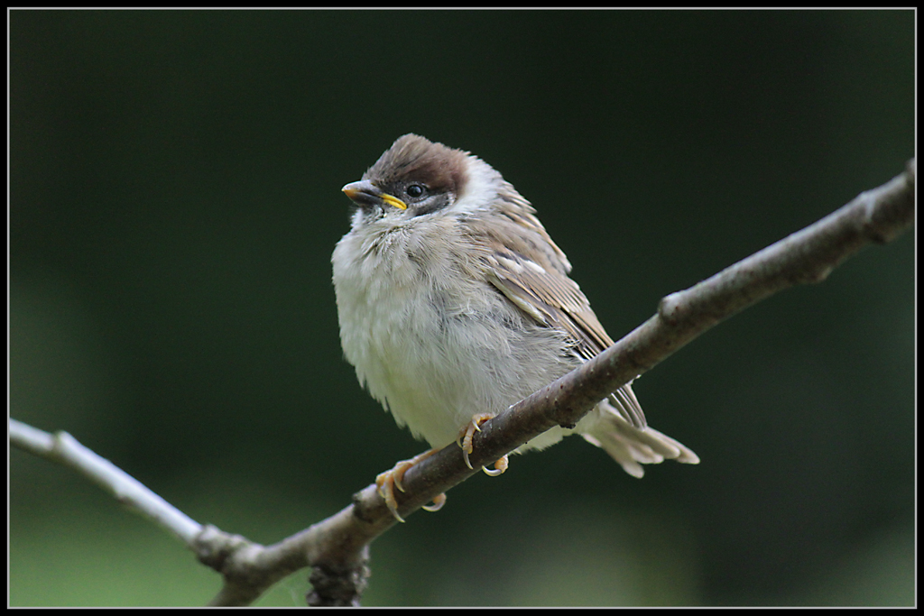 Kleiner Spatz ....