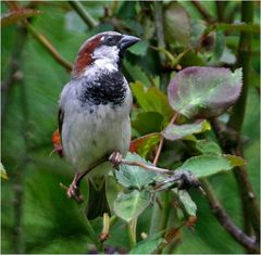 Kleiner Spatz...